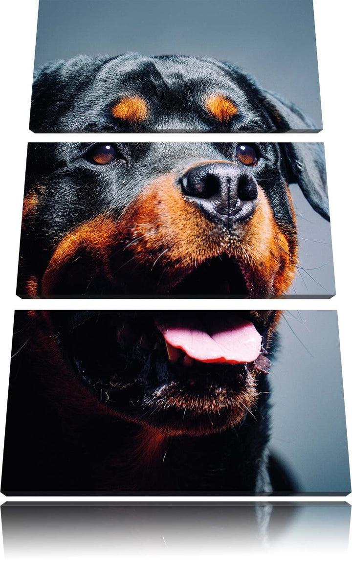 Pixxprint Treuer Rottweiler als Leinwandbild | Grösse: 3 Teilig (120x80) | Wandbild| Kunstdruck | fe
