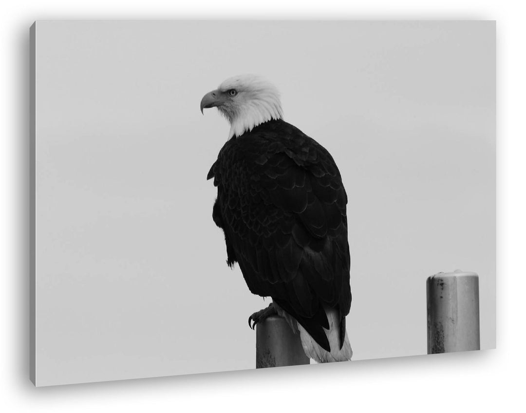 deyoli anmutiger Adler auf Einer Stange Effekt: Schwarz/Weiss Format: 80x60 als Leinwandbild, Motiv