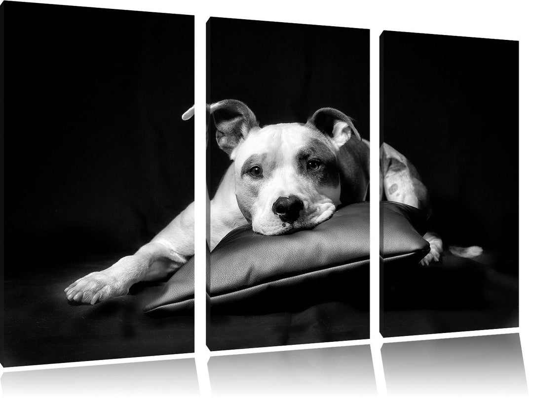 Pixxprint Monocrome, Dark Süsser American Staffordshire 3-Teiler Leinwandbild 120x80 Bild auf Leinwa