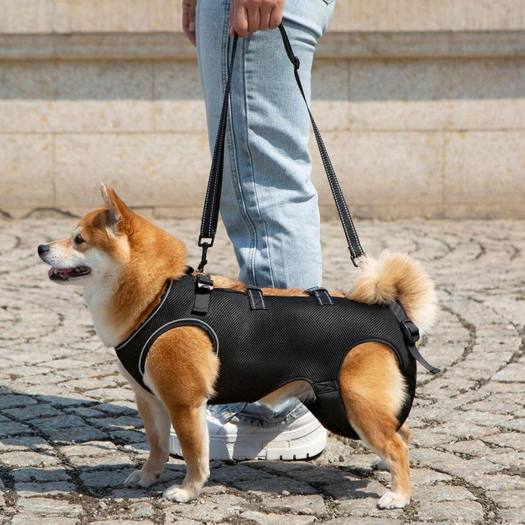 Hilfsgeschirr Für Seniorenhunde - Sanfter Rehabilitationsgurt Mit Stützfunktion - Atmungsaktives Ver