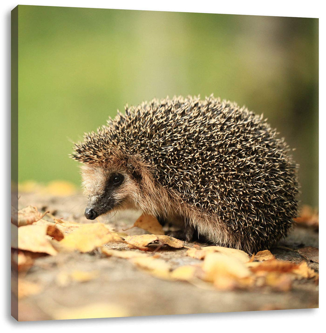 Pixxprint Igel im Laub, Format: 70x70 auf Leinwand, XXL riesige Bilder fertig gerahmt mit Keilrahmen