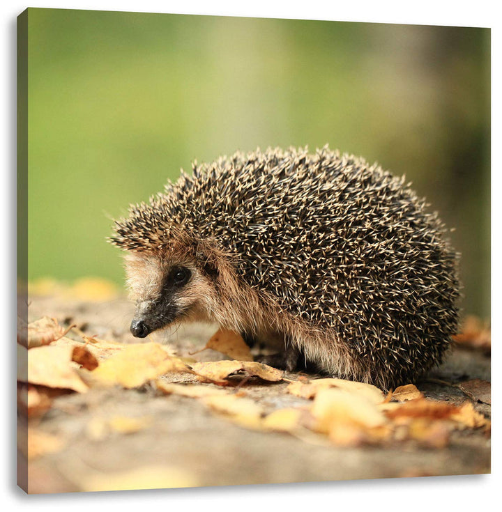 Pixxprint Igel im Laub, Format: 70x70 auf Leinwand, XXL riesige Bilder fertig gerahmt mit Keilrahmen