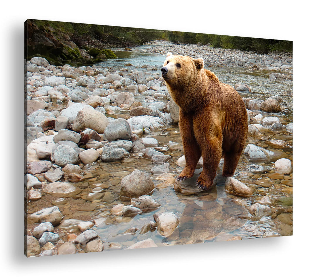deyoli niedlicher Braunbär Format: 80x60 als Leinwandbild, Motiv fertig gerahmt auf Echtholzrahmen,