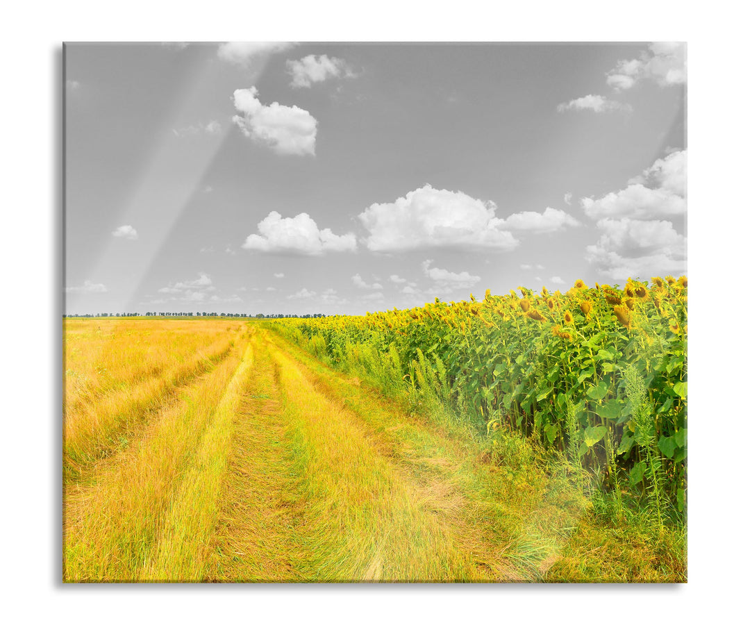Feldweg Sonnenblumen Herdabdeckplatte & Spritzschutz aus Echtglas | Für Herd-Kochfelder | 60x52 cm
