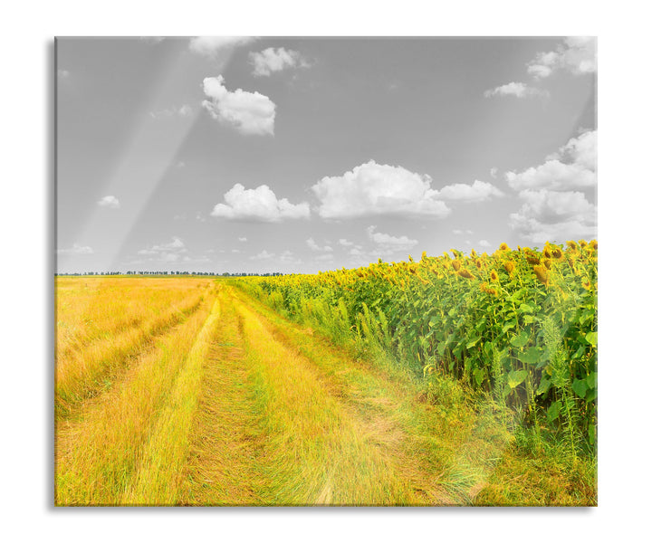 Feldweg Sonnenblumen Herdabdeckplatte & Spritzschutz aus Echtglas | Für Herd-Kochfelder | 60x52 cm
