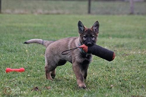 Dingo Gear Trainings-Spielzeug Nylcott French Material Training Spiel Apport IGP K9 Obedience Apport