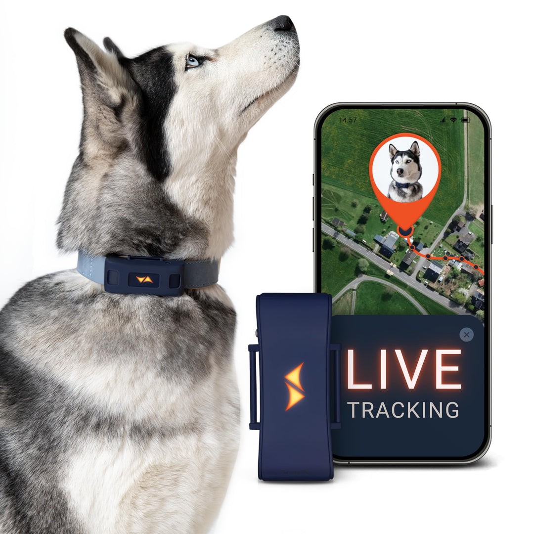 PAJ GPS Tracker für Hunde - 4G - Weglaufalarme + weltweite Live-Ortung - bis zu 10 Tage Akkusparmodu