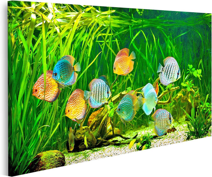 islandburner Bild auf Leinwand Symphysodon Diskus In Einem Aquarium Auf Einem Grünen Hintergrund Bil