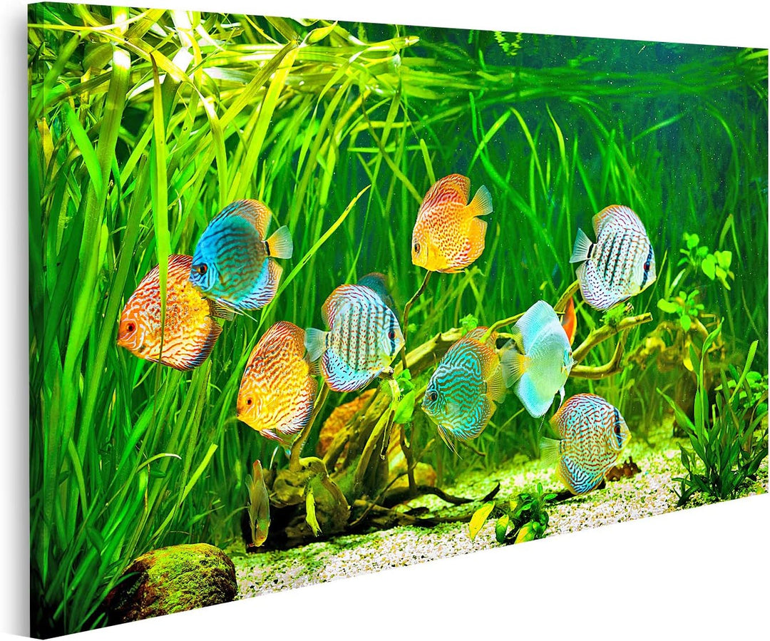 islandburner Bild auf Leinwand Symphysodon Diskus In Einem Aquarium Auf Einem Grünen Hintergrund Bil