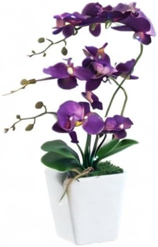 YSZL Phalaenopsis Orchidee, 38,1 cm, gross, Dunkelviolett, Dunkelviolett
