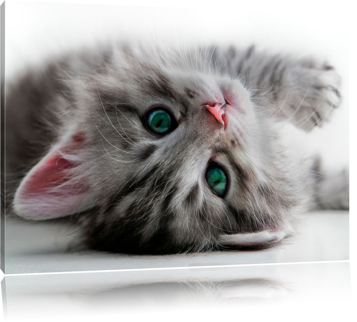 Süsses Katzenbaby, Format: 100x70 auf Leinwand, XXL riesige Bilder fertig gerahmt mit Keilrahmen, Ku