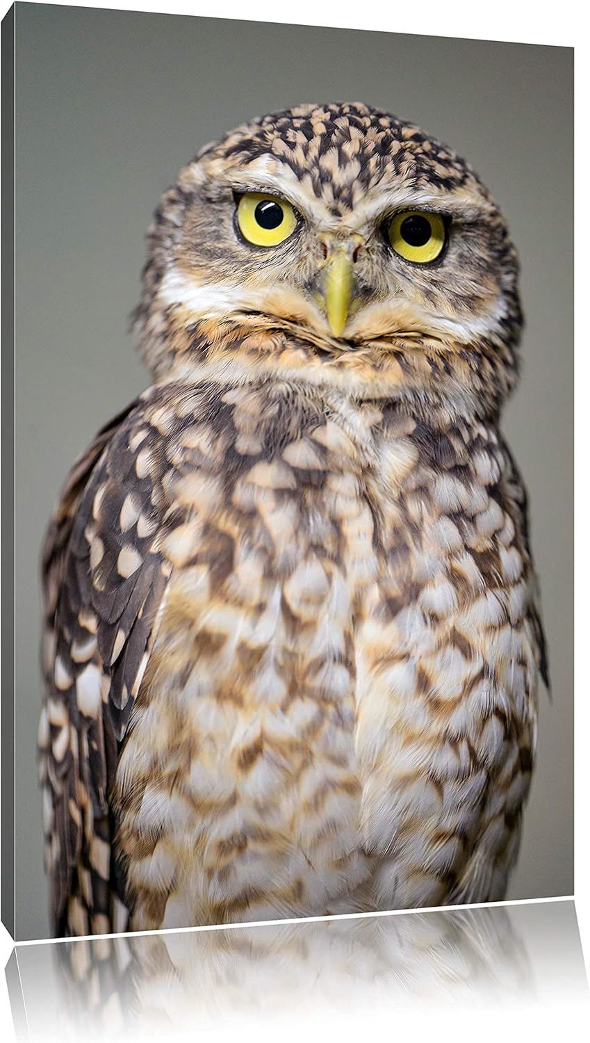 Pixxprint kleine Eule auf Leinwand, XXL riesige Bilder fertig gerahmt mit Keilrahmen, Kunstdruck auf