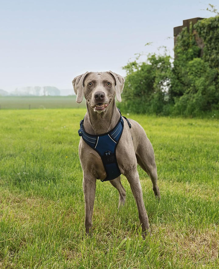 lionto Hundegeschirr gepolstert aus weichem Nylon, Grösse L, reflektierendes Anti Zug Geschirr für H
