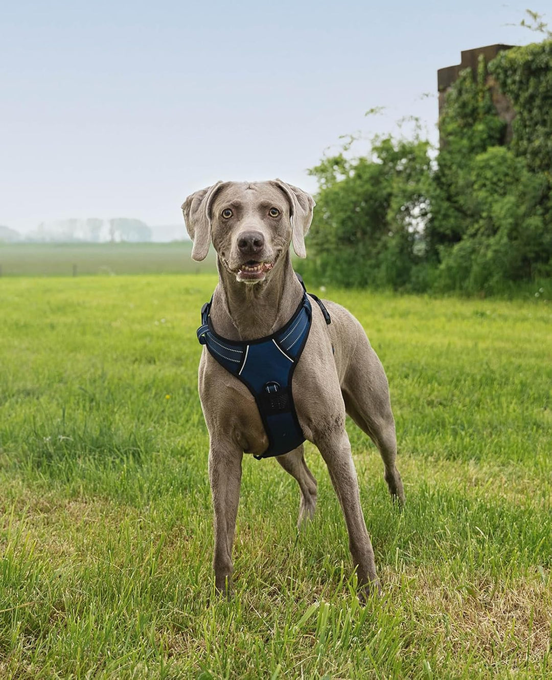 lionto Hundegeschirr gepolstert aus weichem Nylon, Grösse XL, reflektierendes Anti Zug Geschirr für