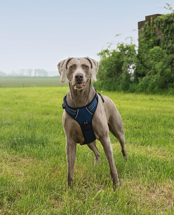 lionto Hundegeschirr gepolstert aus weichem Nylon, Grösse XL, reflektierendes Anti Zug Geschirr für