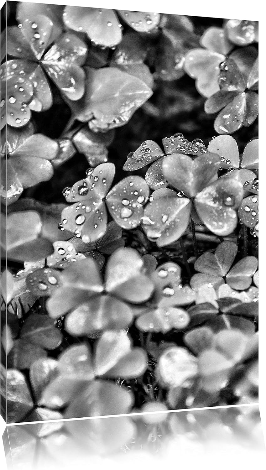 Pixxprint kleine Kleeblätter als Leinwandbild/Grösse: 100x70 / Wandbild/Kunstdruck/fertig bespannt,