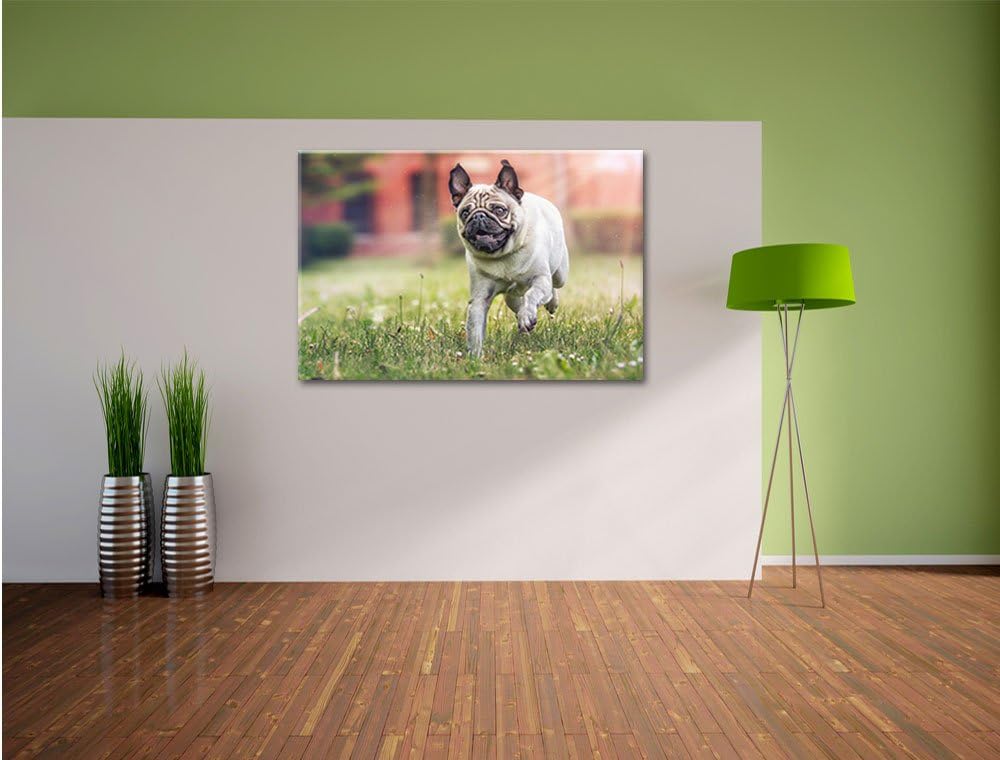 Pixxprint Rennender Mops, Format: 100x70 auf Leinwand, XXL riesige Bilder fertig gerahmt mit Keilrah