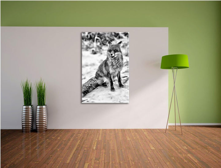 Pixxprint Fuchs im Schnee als Leinwandbild/Grösse: 100x70 / Wandbild/Kunstdruck/fertig bespannt, 100