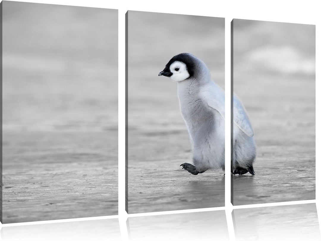 Pixxprint Niedliches Kaiserpinguinkücken als Leinwandbild/Grösse: 3 Teilig (120x80) cm/Wandbild/Kuns