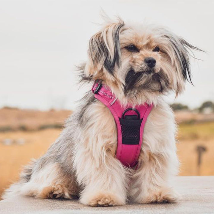Voyager Hundegeschirr ohne Ziehen, für mittelgrosse Hunde, doppelte Leinenbefestigungen, verstellbar