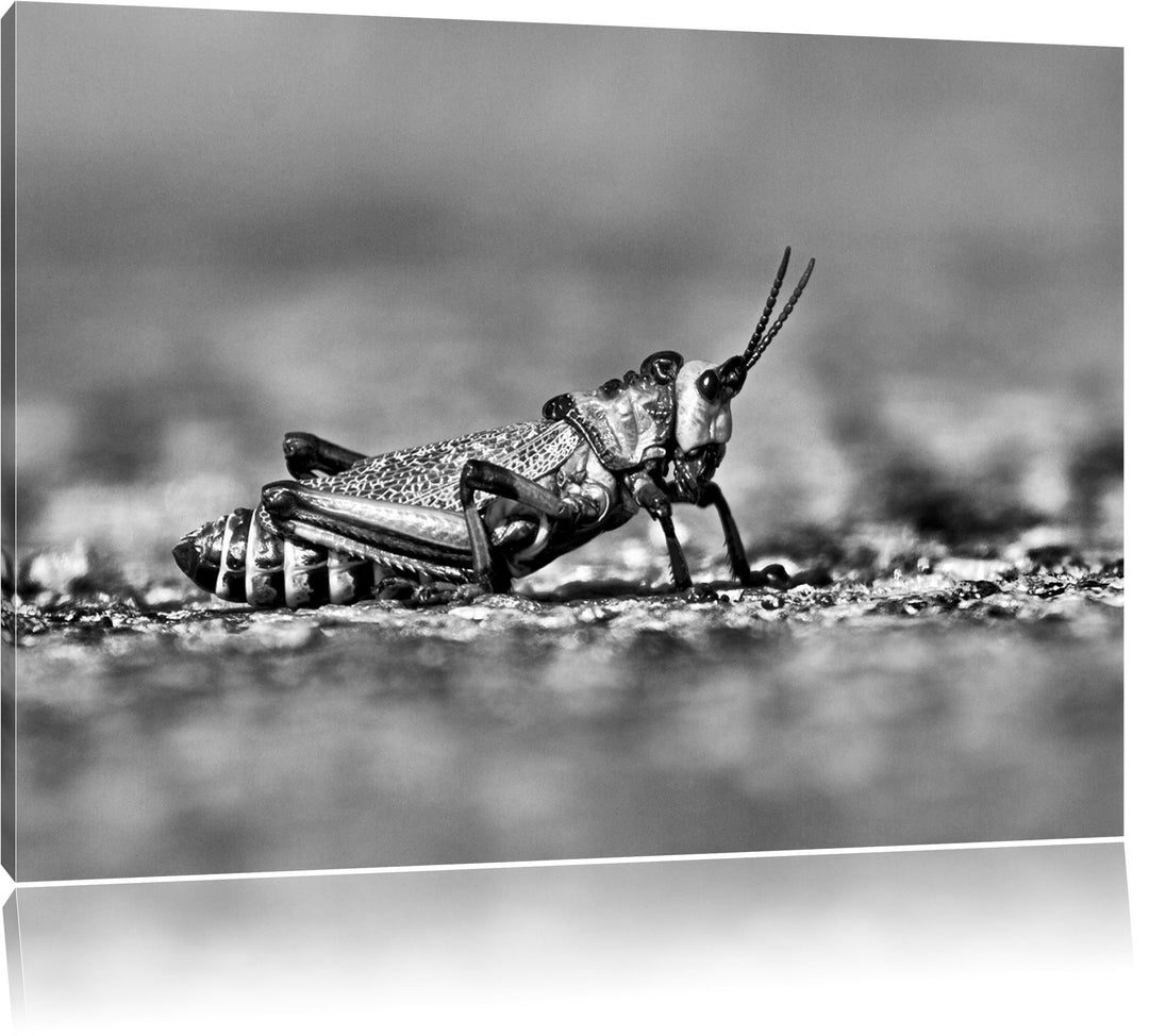 Pixxprint Monocrome, aussergewöhnliche Heuschrecke, Format: 100x70 auf Leinwand, riesige Bilder fert