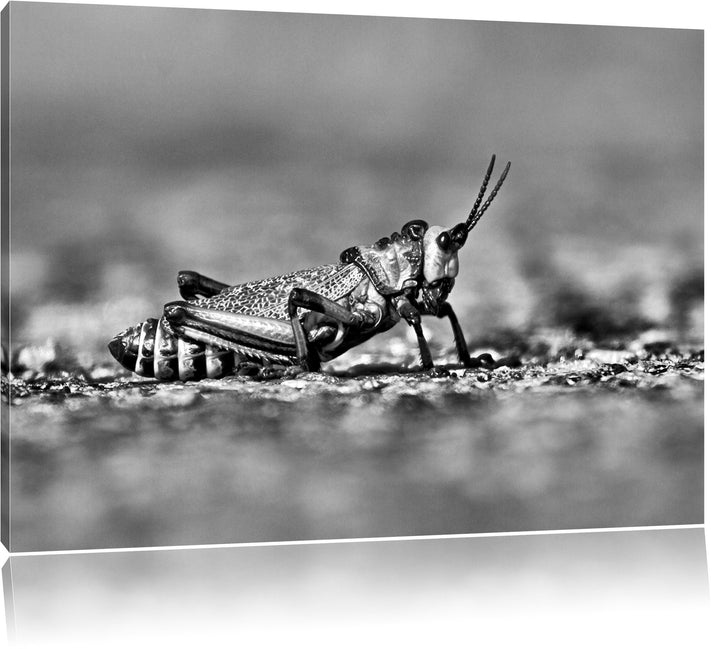 Pixxprint Monocrome, aussergewöhnliche Heuschrecke, Format: 100x70 auf Leinwand, riesige Bilder fert