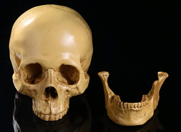 Realistischer, geteilter Totenkopf, zum Sammeln