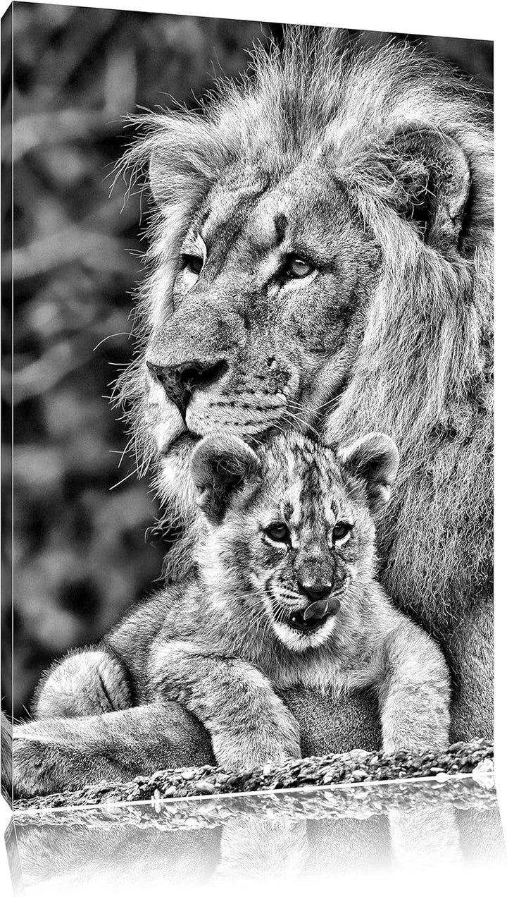Pixxprint Löwe mit Jungtier als Leinwandbild/Grösse: 100x70 / Wandbild/Kunstdruck/fertig bespannt, 1