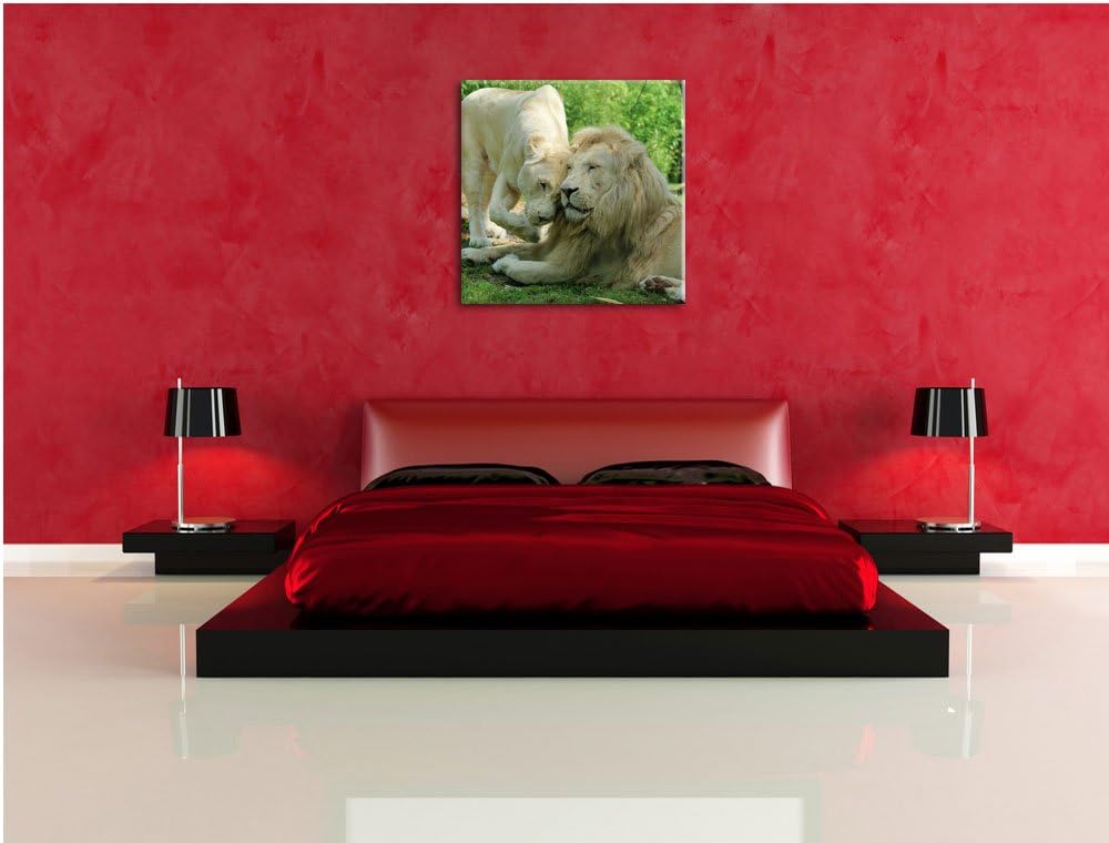 verliebtes Löwenpaar, Format: 70x70 auf Leinwand, XXL riesige Bilder fertig gerahmt mit Keilrahmen,
