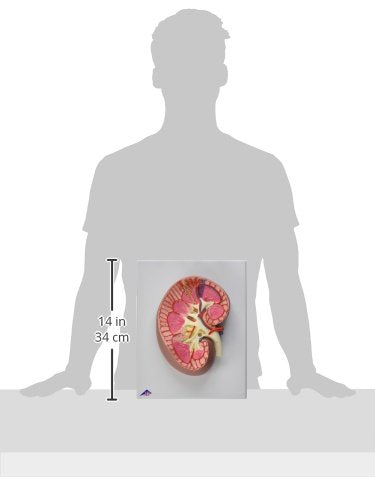 3B Scientific Menschliche Anatomie - Nierenschnitt, 3-fache Grösse + kostenlose Anatomie App - 3B Sm