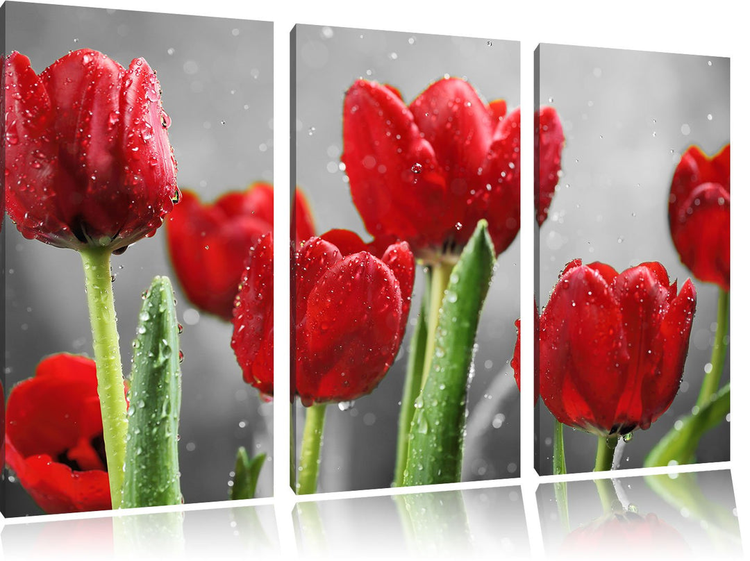 Pixxprint Rote Tulpen mit Tropfen bedeckt als Leinwandbild/Grösse: 3 Teilig (120x80) cm/Wandbild/Kun