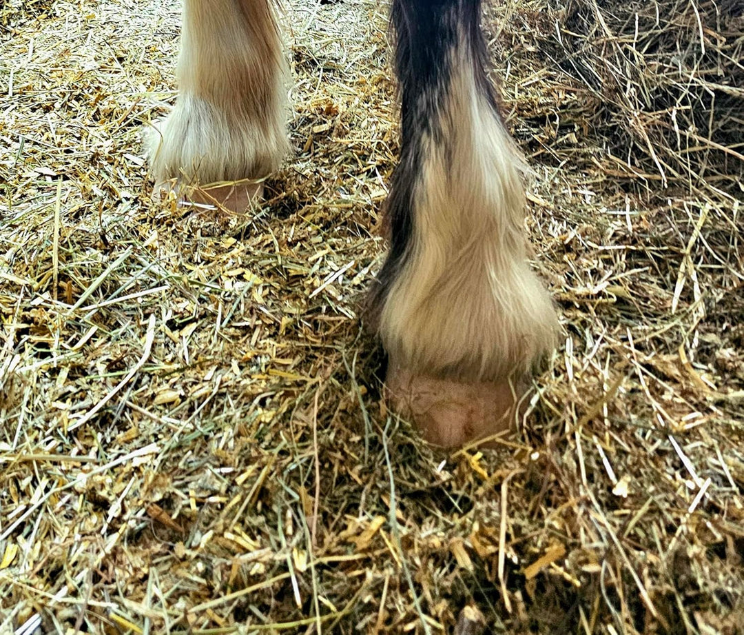 StaehrLLETS Strohpellets Einstreu Stroh Tier Streu Pellet Stall Pferde Box Biotonne 20 kg, statt Säg