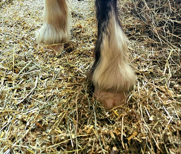 StaehrLLETS Strohpellets Einstreu Stroh Tier Streu Pellet Stall Pferde Box Biotonne 20 kg, statt Säg