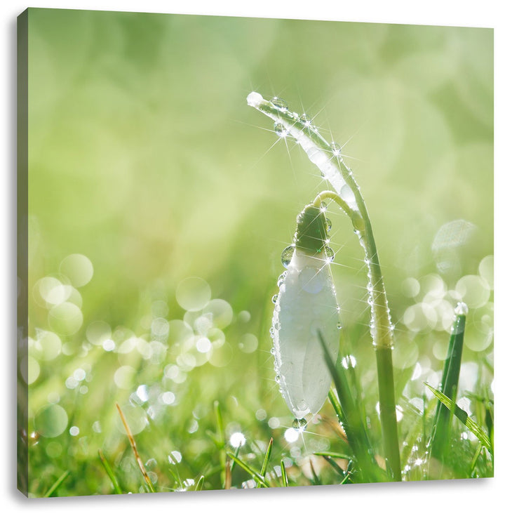 Pixxprint Schneeglöckchen auf Frühlingswiese als Leinwandbild/Grösse: 70x70 cm/Wandbild/Kunstdruck/f