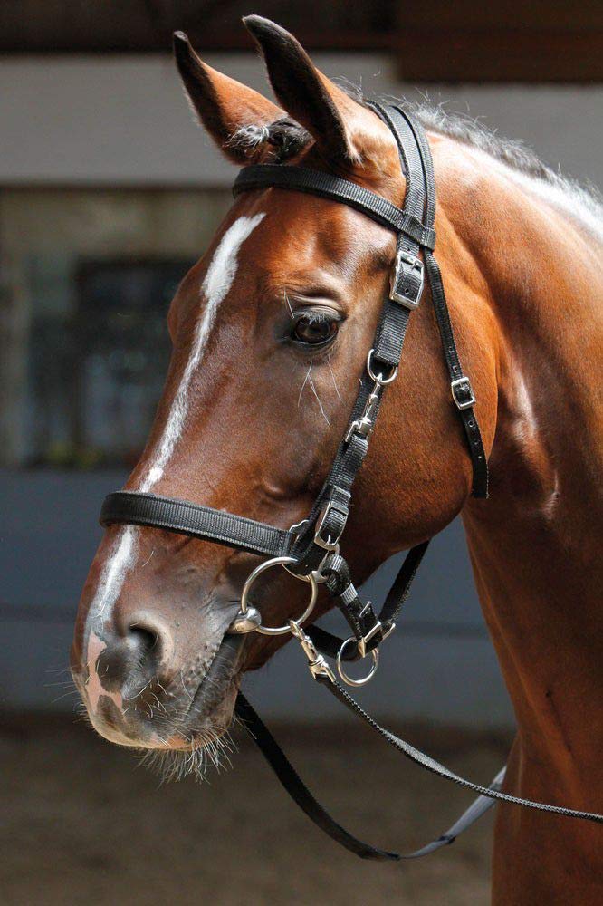 Harry's Horse Hoofdstel/halster, Farbe:schwarz, Grösse:Shetland M schwarz, M schwarz