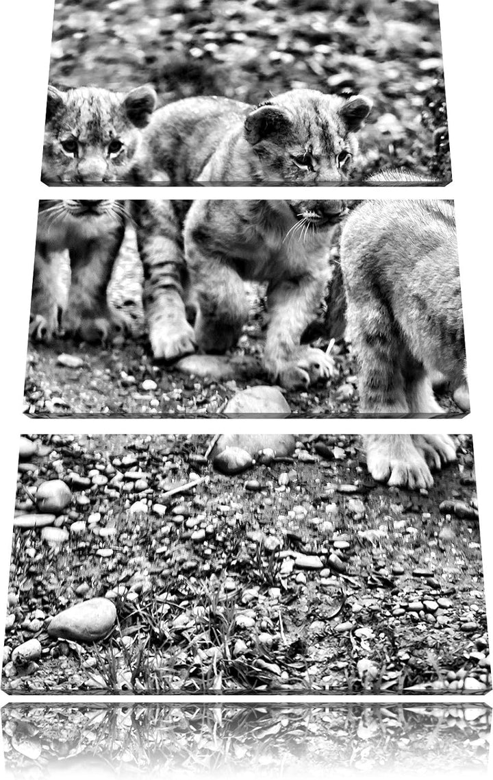 Pixxprint niedliche Löwenjungtiere als Leinwandbild/Grösse: 3 Teilig (120x80) cm/Wandbild/Kunstdruck