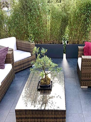 Pflanzwerk® Pflanzkübel TUB Anthrazit 30x60x30cm *Frostbeständiger Blumenkübel* *UV-Schutz* *Qualitä