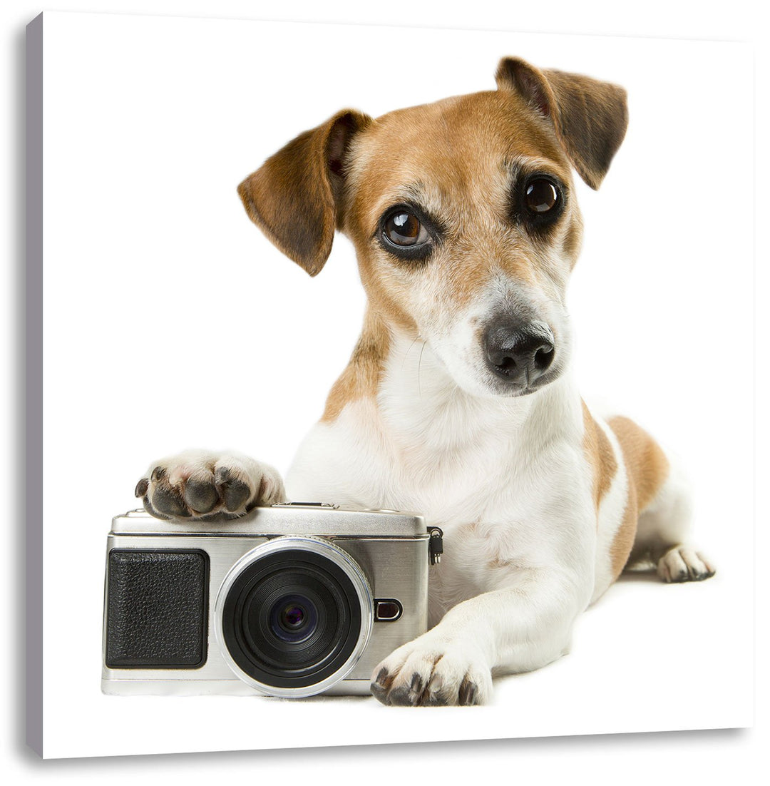 Pixxprint Niedlicher Hundewelpe mit Kamera als Leinwandbild/Grösse: 70x70 cm/Wandbild/Kunstdruck/fer