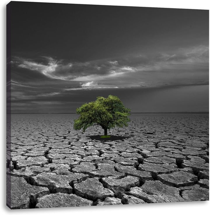 Pixxprint einsamer Baum auf ausgetrocknetem Boden schwarz/weiss, Format: 70x70 auf Leinwand, 70x70