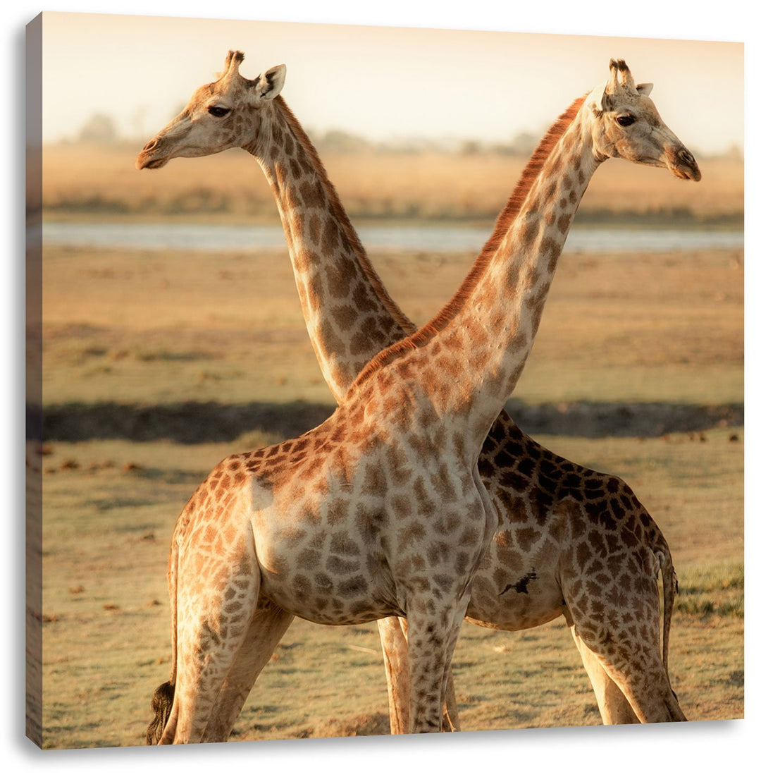 Giraffen Paar, Format: 70x70 auf Leinwand, XXL riesige Bilder fertig gerahmt mit Keilrahmen, Kunstdr