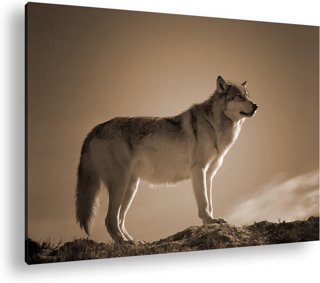 Der Wolf - das Raubtier des Waldes Format: 80x60 als Leinwand, Effekt: Sepia, Motiv fertig gerahmt a