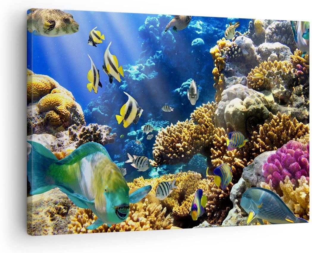 Bilder auf Leinwand Korallenriff Ozean Krabbe Fisch Leinwandbild 70x50cm Wandbilder Dekoration Wohnz
