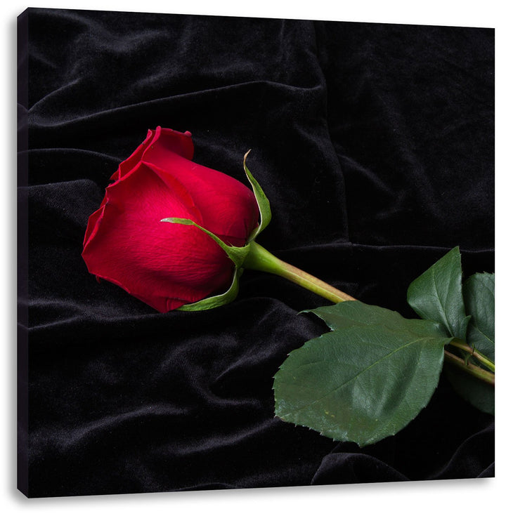 Pixxprint Rose, Format: 70x70 auf Leinwand, XXL riesige Bilder fertig gerahmt mit Keilrahmen, Kunstd