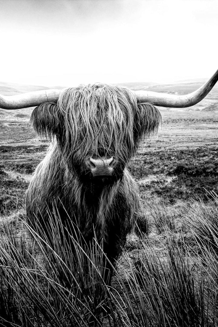 Pixxprint Glasbild | Wandbild aus Echtglas | Highland Rind mit grossen Hörnern Steppe, Monochrome |