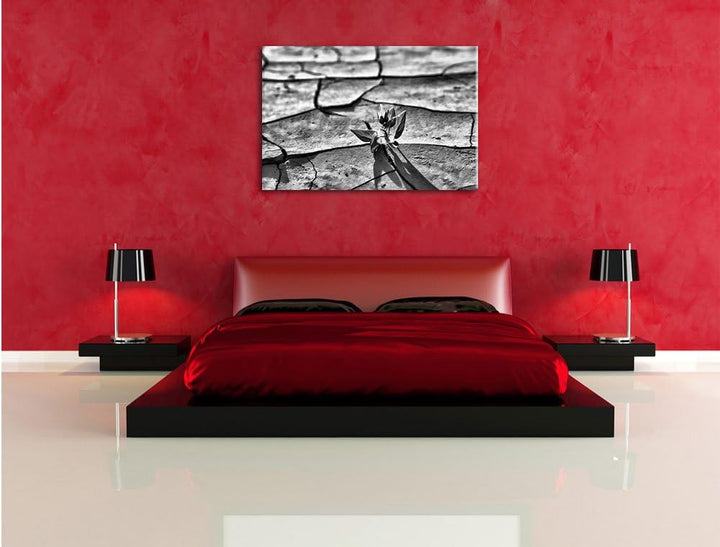 Pixxprint Monocrome, Keimling in ausgetrocknetem Boden, Format: 100x70 auf Leinwand, XXL riesige Bil