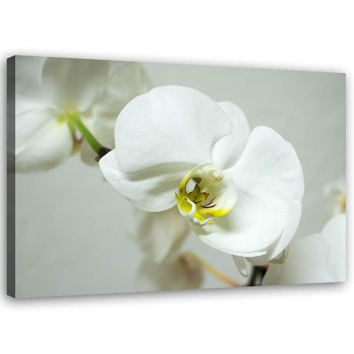 Feeby Leinwandbild Orchidee Bild Kunstdruck Pflanze Weiss 70x50 cm Leinwandbild 70x50 cm Weiss_b, Le
