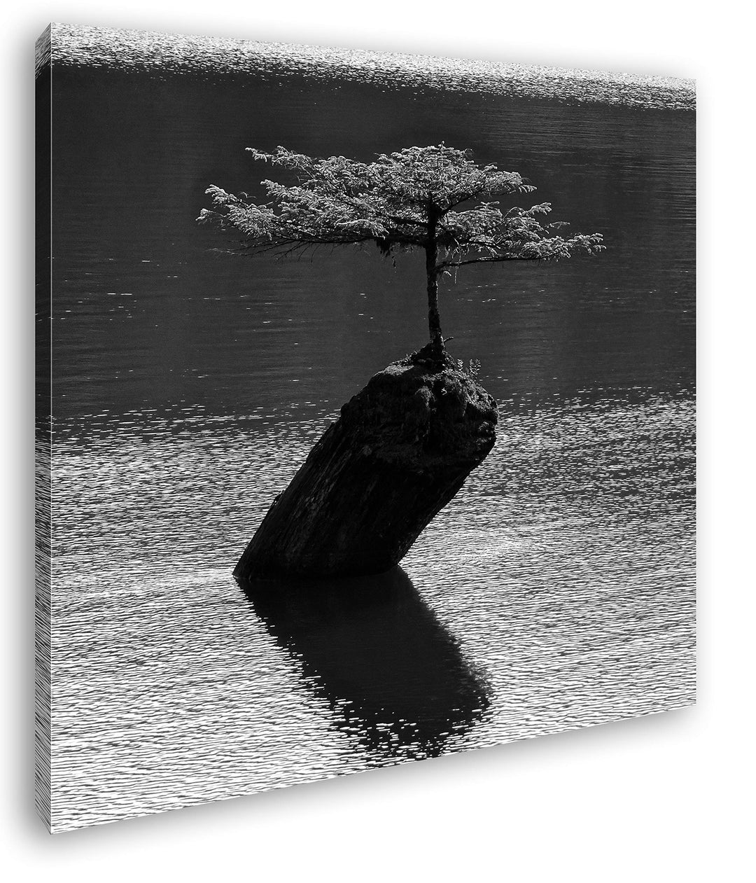 deyoli beeindruckender Baum Mitten im Wasser Format: 60x60 Effekt: Schwarz&Weiss als Leinwandbild, M