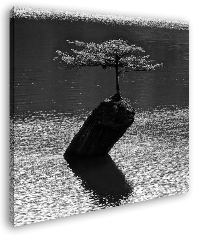 deyoli beeindruckender Baum Mitten im Wasser Format: 60x60 Effekt: Schwarz&Weiss als Leinwandbild, M