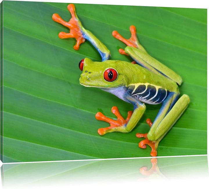 Pixxprint Kleiner grüner Frosch auf Blatt / 100x70cm Leinwandbild bespannt auf Holzrahmen/Wandbild K