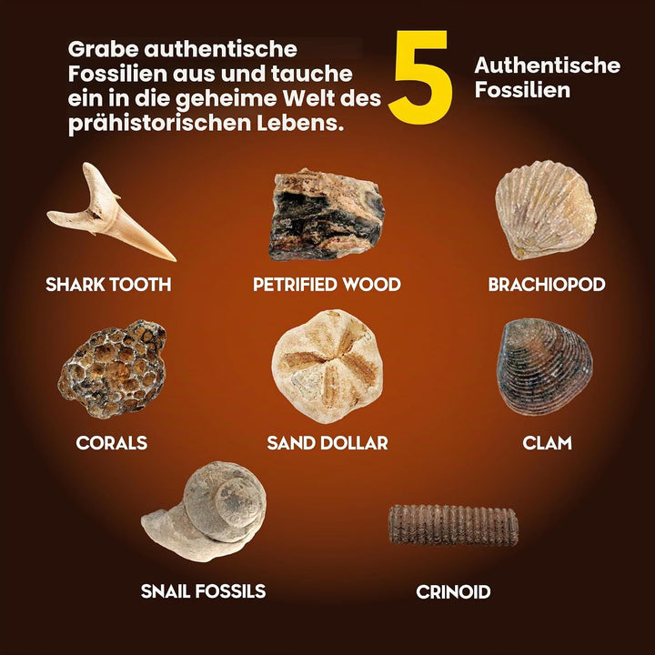 Ausgrabungsset für Kinder – Grabe 5 echte Versteinerungen STEM Wissenschaft Spielzeug, Geologie Pale